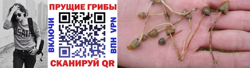 Галлюциногенные грибы MAGIC MUSHROOMS  Починок 